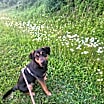 Thumbnail photo of Ash #1