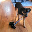 Thumbnail photo of Ash #3