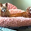 Thumbnail photo of Denzel and Cameron *BONDED* #2