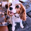 Thumbnail photo of Lizzie #1