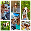 Thumbnail photo of Lizzie #2