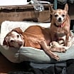 Thumbnail photo of Denzel and Cameron *BONDED* #1