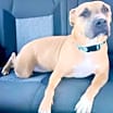 Thumbnail photo of Bella #2