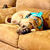 Thumbnail photo of Bella #3