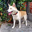 Thumbnail photo of Apollo #1