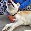 Thumbnail photo of Apollo #2