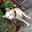 Thumbnail photo of Apollo #3