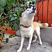 Thumbnail photo of Apollo #4