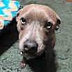 Thumbnail photo of Maisy #1