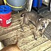 Thumbnail photo of Maisy #4