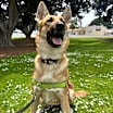 Thumbnail photo of Miss California: CALLIE !!! #1