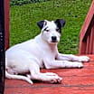 Thumbnail photo of Roxy #1