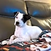 Thumbnail photo of Roxy #2