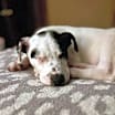 Thumbnail photo of Roxy #3