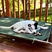 Thumbnail photo of Roxy #4