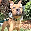 Thumbnail photo of Roxy #1