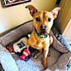 Thumbnail photo of Roxy #2