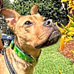 Thumbnail photo of Roxy #3