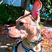 Thumbnail photo of Roxy #4