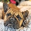 Thumbnail photo of Figgy #1