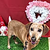 Thumbnail photo of Ruby #1