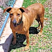 Thumbnail photo of Ruby #2