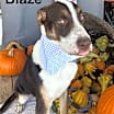 Thumbnail photo of Blaze #1