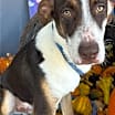 Thumbnail photo of Blaze #2