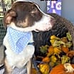 Thumbnail photo of Blaze #3