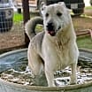 Thumbnail photo of Sasha #2
