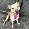 Thumbnail photo of Dudley #1