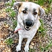 Thumbnail photo of Molly #1