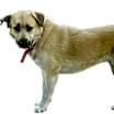 Thumbnail photo of Molly #2