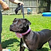 Thumbnail photo of Onyx #1
