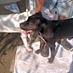 Thumbnail photo of Onyx #3