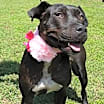 Thumbnail photo of Onyx #4