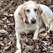 Thumbnail photo of Doug #4