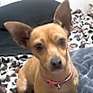 Thumbnail photo of Ruby #1