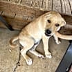 Thumbnail photo of Cornbread Fred #2
