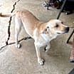 Thumbnail photo of Cornbread Fred #3