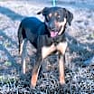 Thumbnail photo of Pebbles (adoption fee reduced due to time at rescue) #1