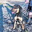 Thumbnail photo of Pebbles (adoption fee reduced due to time at rescue) #2