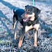 Thumbnail photo of Pebbles (adoption fee reduced due to time at rescue) #3
