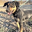 Thumbnail photo of Pebbles (adoption fee reduced due to time at rescue) #4