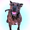 Thumbnail photo of tiki #1