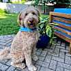 Thumbnail photo of Walter #3