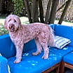 Thumbnail photo of Walter #4