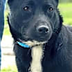 Thumbnail photo of PANDA GIRL-FOSTER NEEDED- IN SHELTER FOR 9 MOS #1
