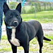 Thumbnail photo of PANDA GIRL-FOSTER NEEDED- IN SHELTER FOR 9 MOS #2