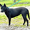 Thumbnail photo of PANDA GIRL-FOSTER NEEDED- IN SHELTER FOR 9 MOS #3
